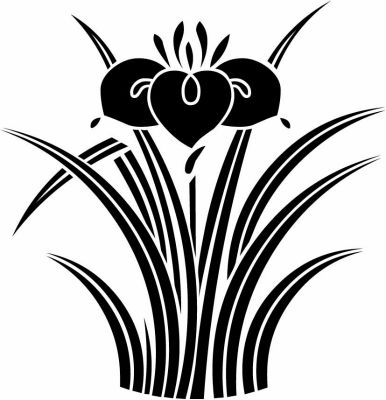 変わり立ち杜若