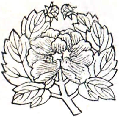 抱き牡丹（３）