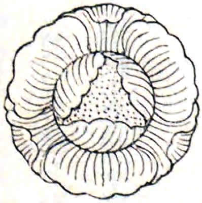 向こう牡丹（３）