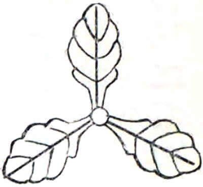 三つ柏 [土佐柏]