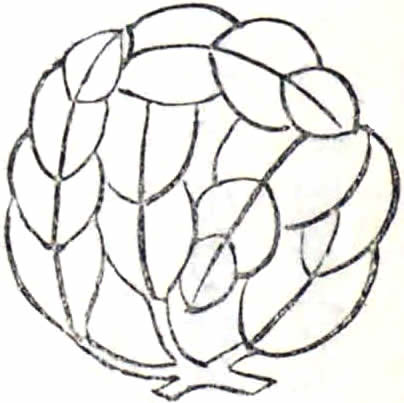 抱き三枚柏（２）