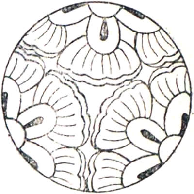三つ寄せ葛の花