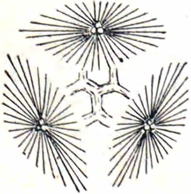 三つ唐松（３）