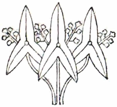 三本沢瀉（４）・三つ並び沢瀉