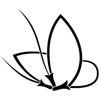 変わり松葉蝶（２）